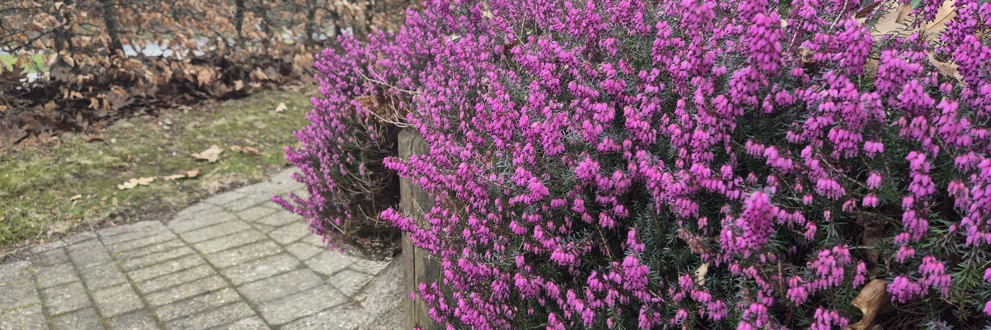 Lyngblomster