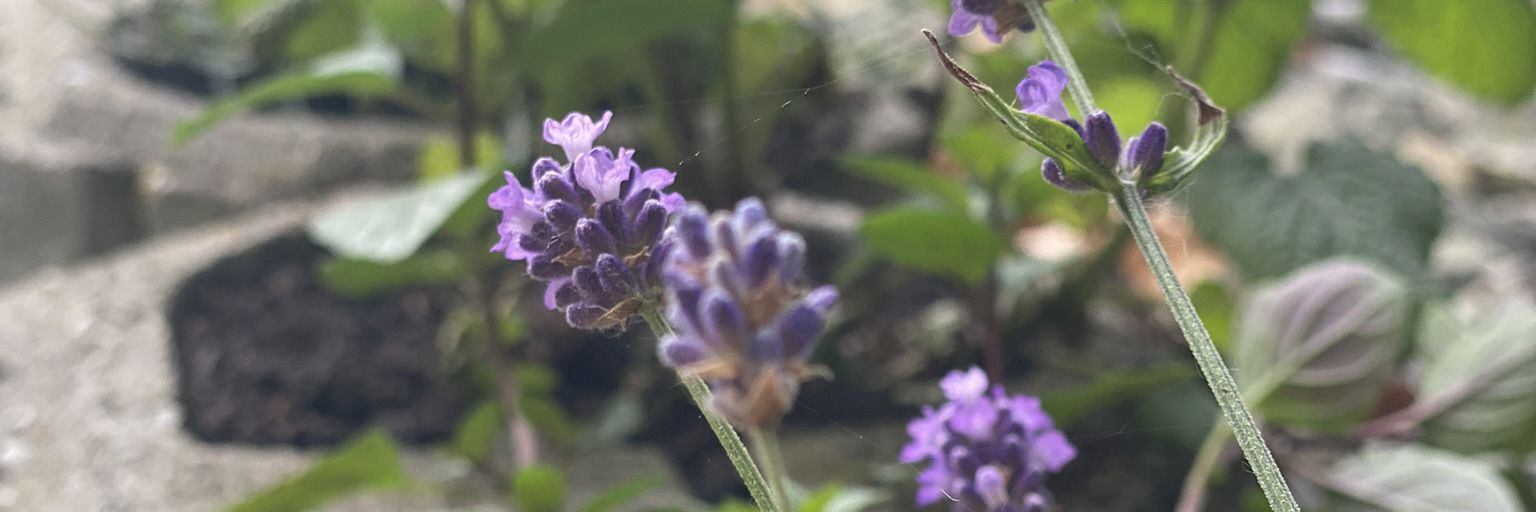 Blomster