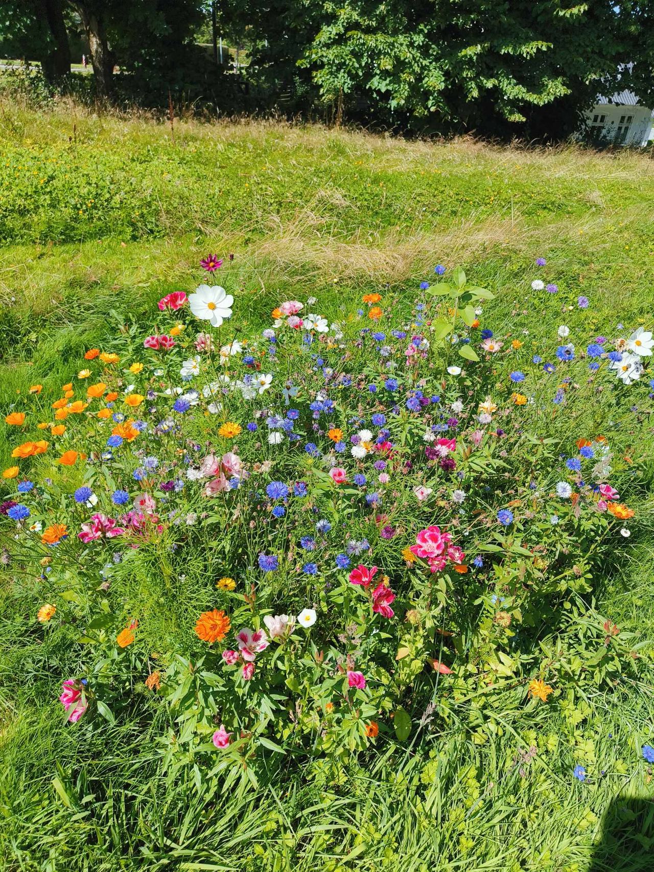 Vild med vilje - Vilde blomster